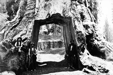 Árbol Wawona, c.1890